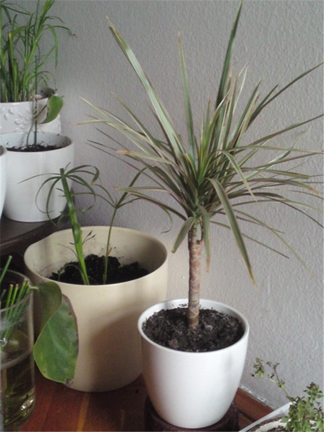 dracena